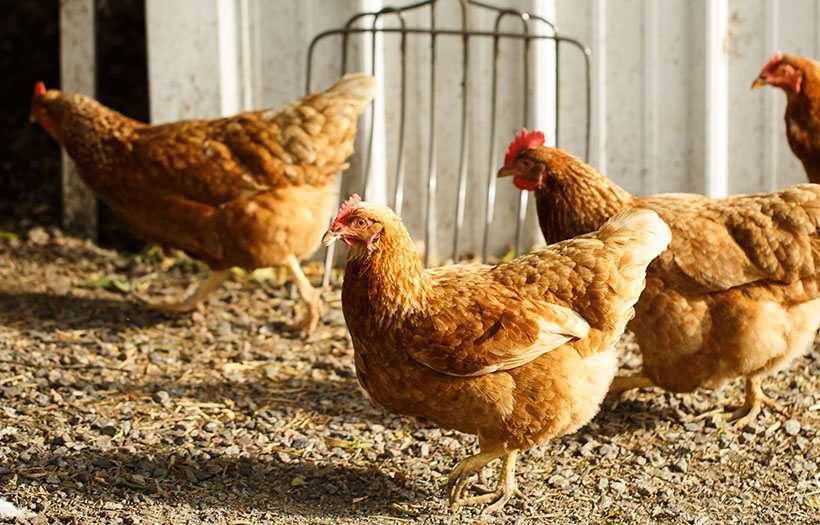 Animal Welfare Standards